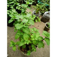 Pudina mint / Anak pokok mint/薄荷叶