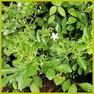 ┴ 🅹 ๑ Kamuning plant for sale