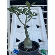 台湾花色（小太阳）/ Taiwan Flower（Little Sun）