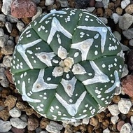 進口實生極品仙人球V兜琉璃高絨V稀有品種防輻射除甲醛一物一拍 Astrophytum asterias