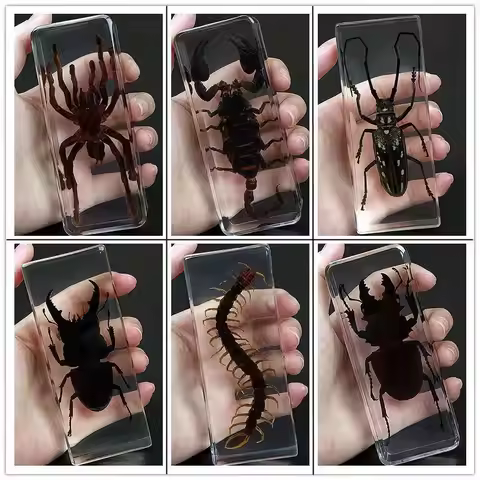Real insect specimen Scorpion cicada spider beetle Centipede spades beetle amber decoration Entomolo