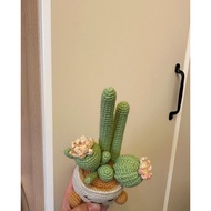 Wool cactus pot