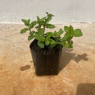 Pokok Pudina/ Mint Dalam Polybeg
