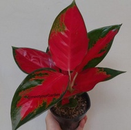 Aglaonema Suksom Jaipong (Medium Size) with FREE white plastic pot, pebbles and garden soil (Rare Plant) -  Live Plant / Indoor Plant