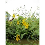 Four-season 4-season crazy cotton seeds 20 seeds