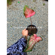 THEZALFASGARDEN - KELADI BALUNG AYAM / LANCE WHORTON SAIZ L POKOK BESAR DAN SUBUR