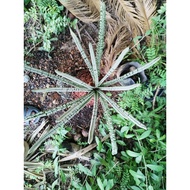 pokok cycas paku ajil