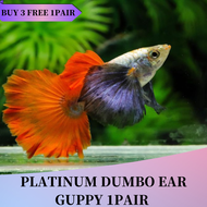 [1pair] Platinum Dumbo Ear Guppy Live Fish Aquarium