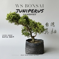 TAIWANESE JUNIPER BONSAI STOCK LIVE TREE 25-40 CM (WIRED TRUNK)