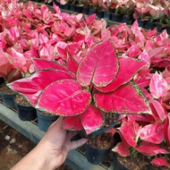 aglaonema red anjamani