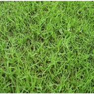 [500seed]Bermula Grass Seed Grass Carpet Biji Benih Rumput Bermuda, Carpet, Golf