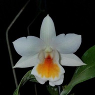 Anggrek Dendrobium Roongkamol Dewasa