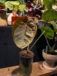 半水培 穩根 奢華混種花燭 Semi-hydroponic Hybrids Anthurium luxurians