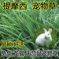 Timothy Grass Seeds Grass Ladder Grass Grass Grass Grass Plant Seeds Rabbit Grass Seeds Pet Ration