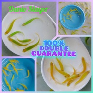 Paket 10 ekor Danio Slayer