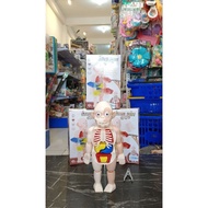HUMAN BODY MODEL