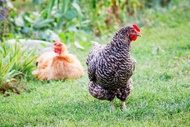 TELUR AYAM JOPER JOWO SUPER BESAR UNTUK DI TETASKAN