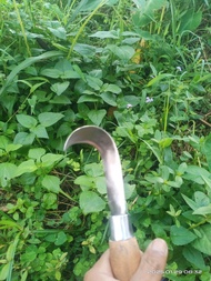 pisau kerok cempeda/nangka asli empu Gudang Gaman Baru