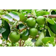 1kg Limau Nipis Segar