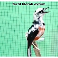 telur fertil murai blorok extrime 2butir siap tetas 100%