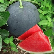 [BestSeeds]50Biji Benih Tembikai Kulit Hitam Tanpa Biji / Black Peel Seedless Watermelon/黒皮西瓜种子