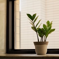 金錢樹 | 升遷盆栽 開幕送禮 觀葉植物 室內植物