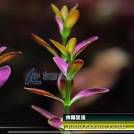 【AC草影】佛羅里達【一株】 AAC01045 水草造景 紅色水草 稀有水草 魚缸造景 魚缸裝飾 真水草