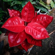 - aglaonema suksom / aglonema suksom florist nursery / aglonema