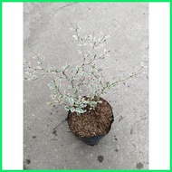 ♀ ☈ Variegated African Talisay Tree  Variety