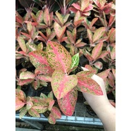 Aglaonema kendedes