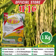 Padi Unggul IF 16 / Padi IF16 / Kemasan 1 Kilogram / Original / Biji Padi Unggul IF16