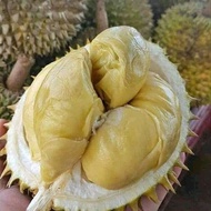Durian Montong Utuh premium