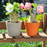 【Hot Sale】 Imported desert rose seeds are easy to grow, grow and live