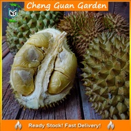 Anak Pokok Durian Kanyou Tangkai Panjang D158 Pokok Stabil Cepat Berbuah