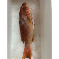 Fresh Wild Red Grouper (3 sizes to choose from)