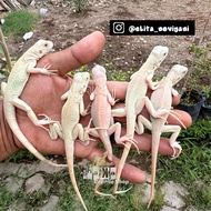 SNOW Iguana Pilihan / IGUANA Putih / IGUANA Salju