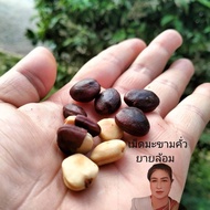 เม็ดมะขามคั่วเตาถ่าน  Charcoal Roasted Tamarine Seeds เม็ดมะขามคั่วยายล้อม เมล็ดมะขามคั่วแห้ง กลิ่นห
