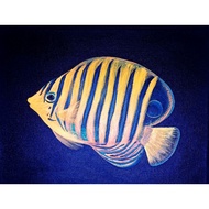 Hand Drawn/ Painted acrylic UV painting