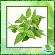 Basil seeds basil seeds Repack vegetable plant seeds