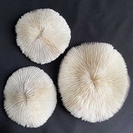 ปะการังแดงธรรมชาติ ปะการังแท้ ไม่มีการย้อมสี ของสะสมการตกแต่ง Tubipora red pipe organ coral