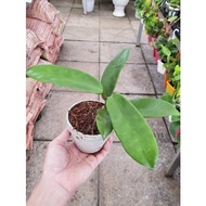 Hoya Meliflua - Wax Plant, Wax Flower, Porcelain Flower/ Hoya plants/ Houseplants/