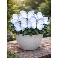 5 Biji Benih Rare Keladi Glacier Butterfly Caladium Begonia Seed - 5 Seed