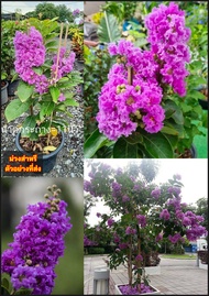 (1ต้น) ต้น ดอก ต้นชมพูส่าหรี ต้นชมพูสาหรี ต้นม่วงสาหรี ต้นม่วงส่าหรี ชมพูส่าหรี ชมพูสาหรี ม่วงสาหรี 