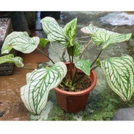 CALADIUM THAI BEAUTY/ KELADI THAI BEAUTY