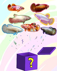 แม่พันธุ์ปลากัดไข่แน่นๆ หลากหลายสายพันธุ์ ตัวใหญ่ ไข่แน่นๆ หลากหลายสีสัน รับประกันสินค้า