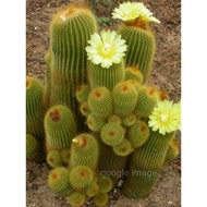 Parodia leninghausii / Parodia Cactus / real plant / cactus / succulent
