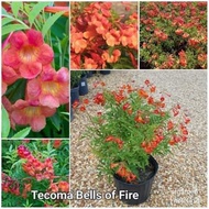 KKB Tecoma 'Bells of Fire', Red Tecoma