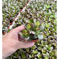 Cute Succulent Dwarf Jade Plant B多肉盆栽 Fresh Gardening Indoor Plant Outdoor Plants for Home Garden Fr