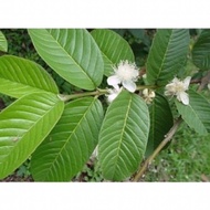 1kg of clean guava leaves delivered super fast (dried guava leaves are super clean at home)