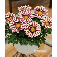 Imported Seed: Gazania New Day (5 Seeds) 勋章菊新日种子